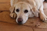 I cani obesi hanno anche problemi comportamentali. Come prevenire i chili di troppo