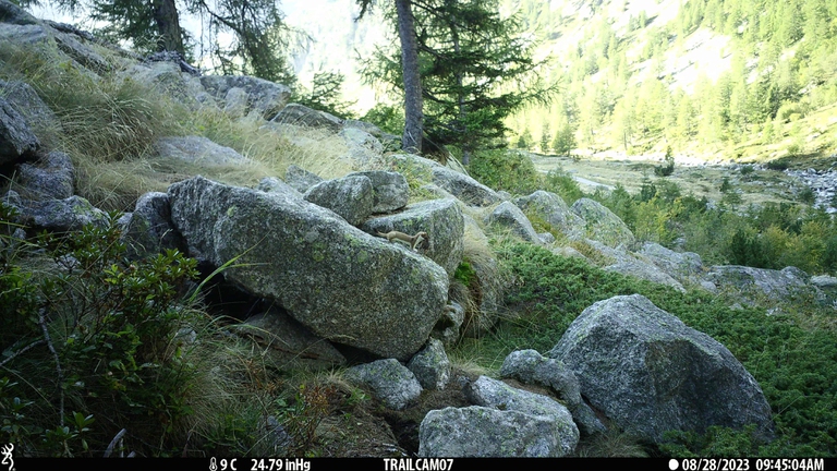 Un ermellino marrone