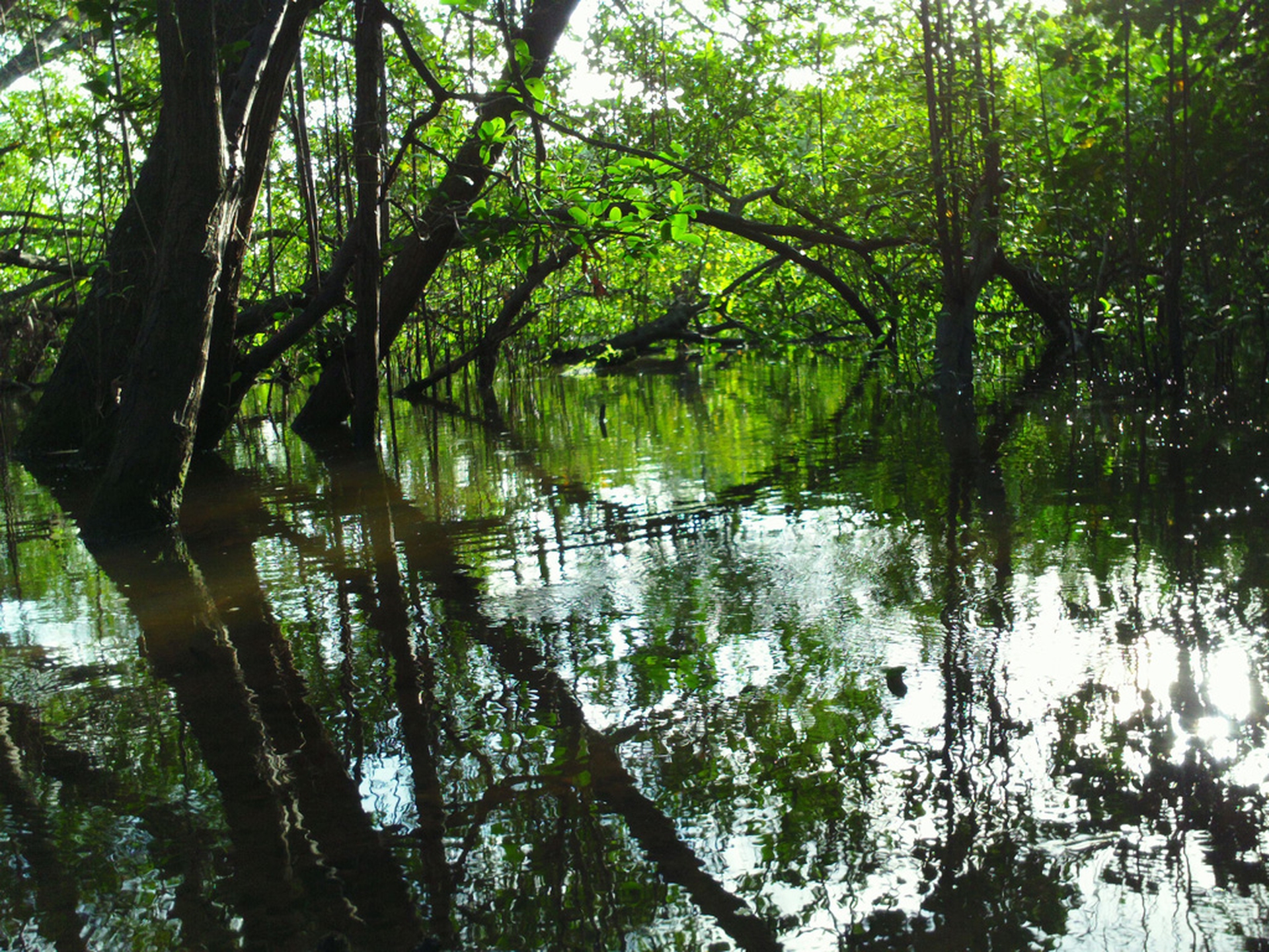 floresta-pernambucana-mangue