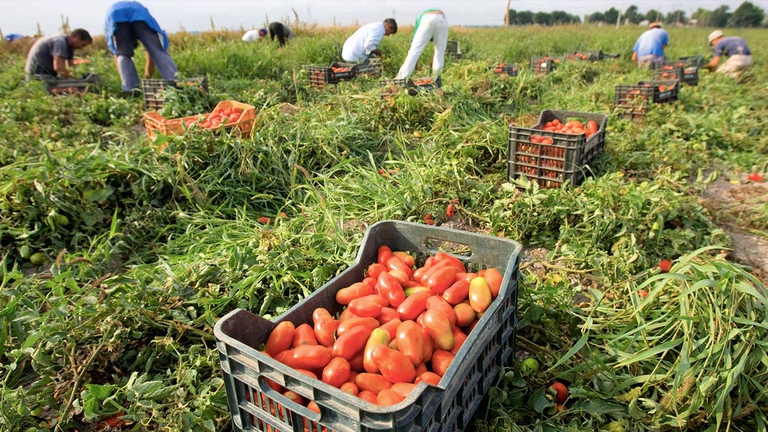 Campi agricoli in Italia nel 2009