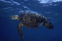 This beer packaging is edible and helps save marine wildlife