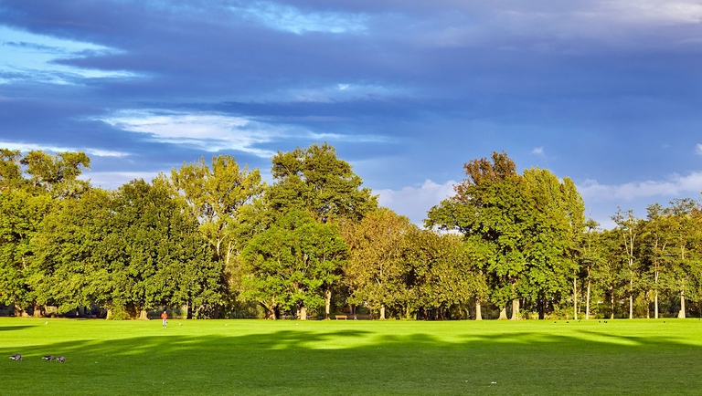 Bosco in un parco cittadino