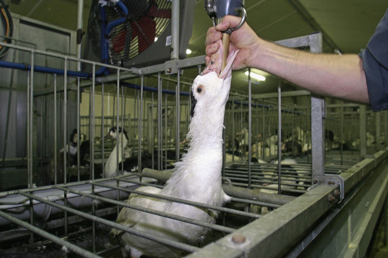 produzione di foie gras in allevamento francese