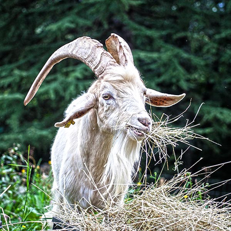 Un simpatico ospite della fattoria La capra campa
