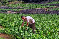 La coltivazione della vite ad alberello di Pantelleria è Patrimonio universale dell’Unesco