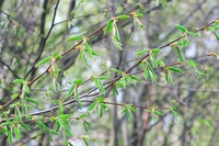 Hornbeam, il fiore di carpino bianco