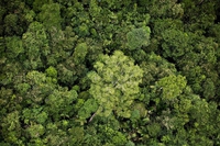 Per affrontare i cambiamenti climatici dobbiamo piantare mille miliardi di alberi