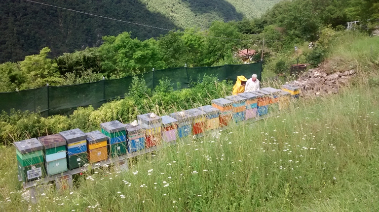 Biomonitoraggio Melixa apiario Ronchi di Ala