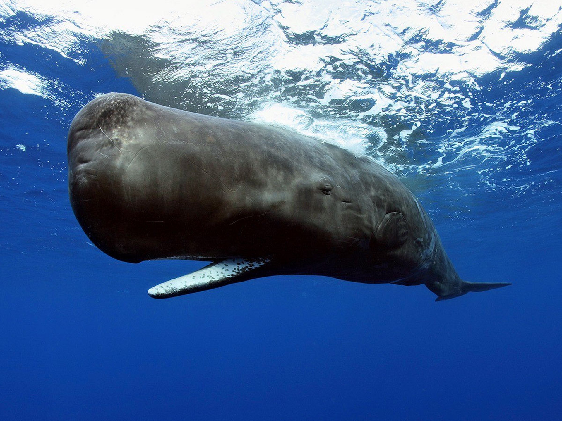 Il 13 febbraio è la Giornata mondiale delle balene