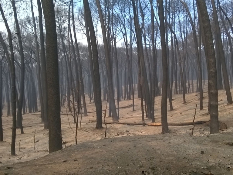 I danni dell'incendio nella Riserva forestale del parco del Vesuvio. Credits: Paola Conti