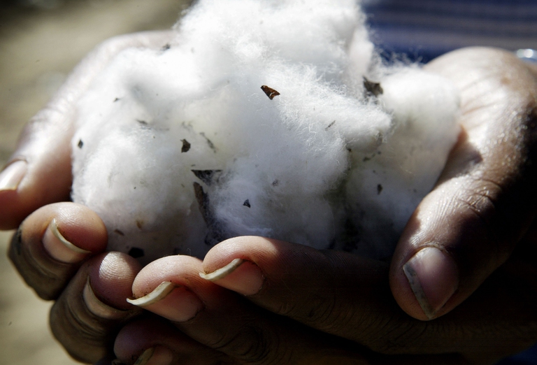 un lavoratore tiene tra le mani del cotone da coltivazioni ogm