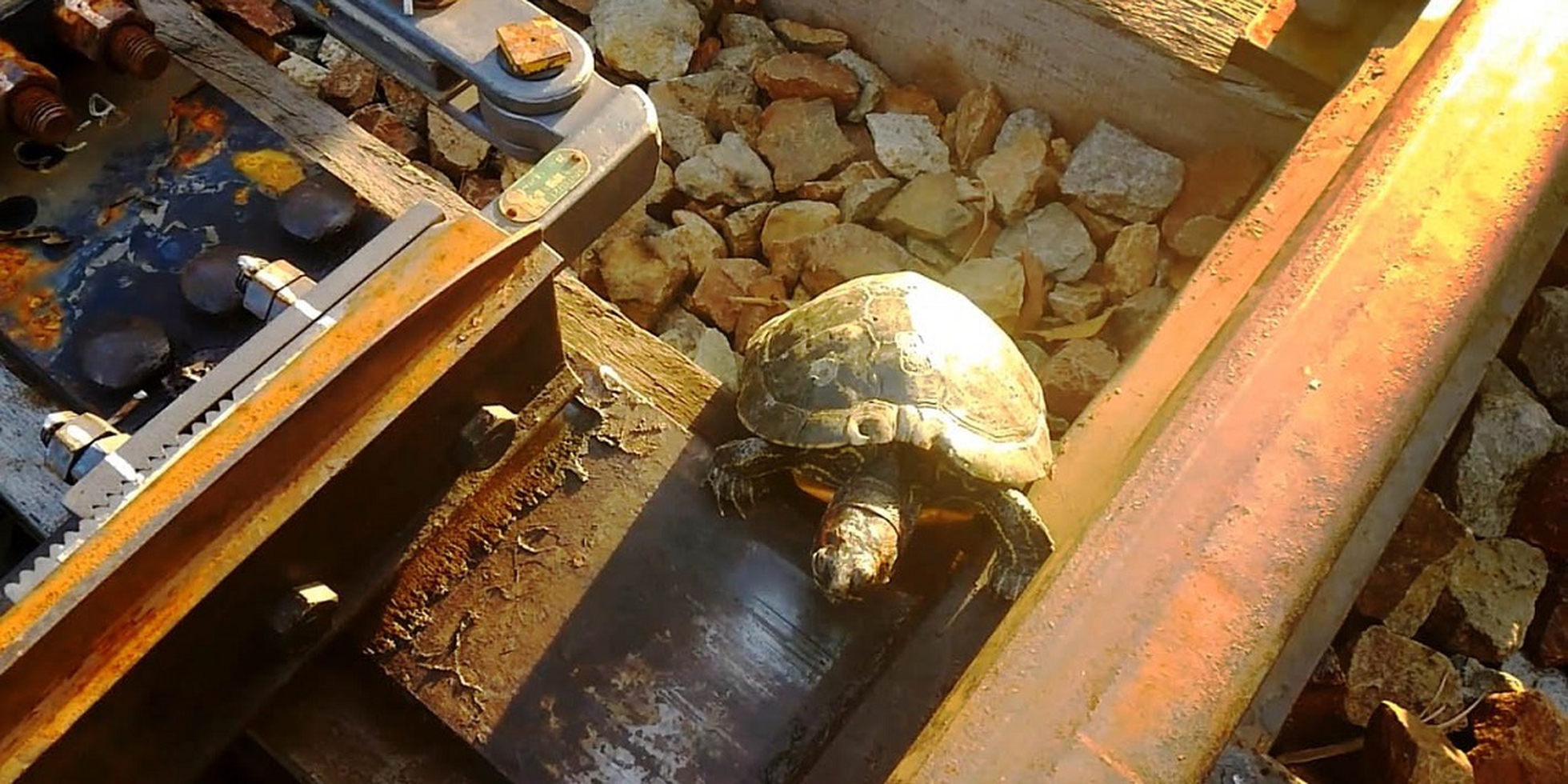 Japan builds turtles their tunnels to help them cross rail tracks