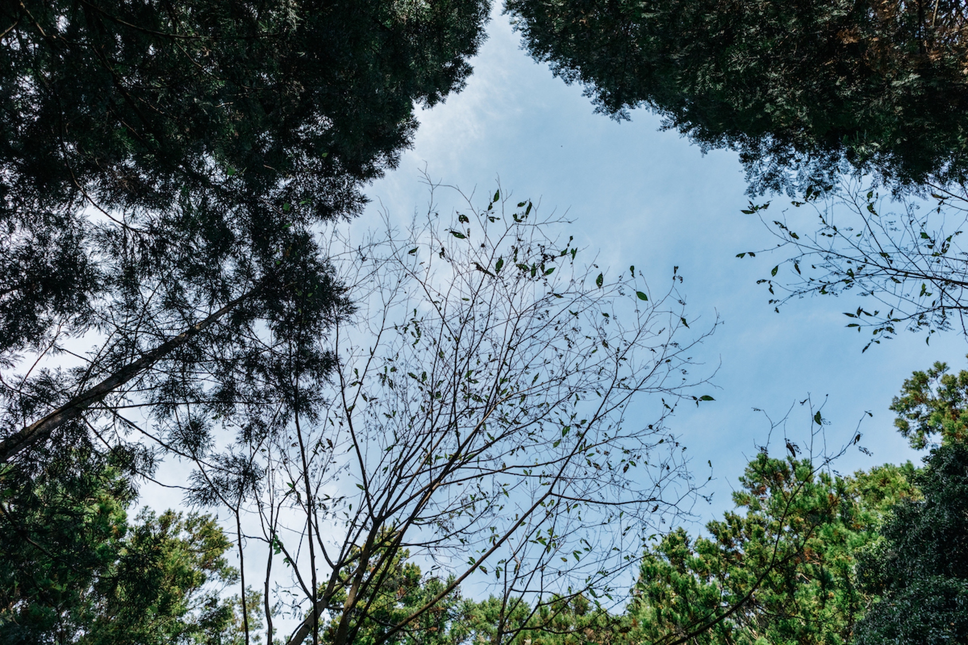 Forest therapy in Giappone