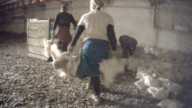 Il violento carico dei polli verso il macello, Essere Animali