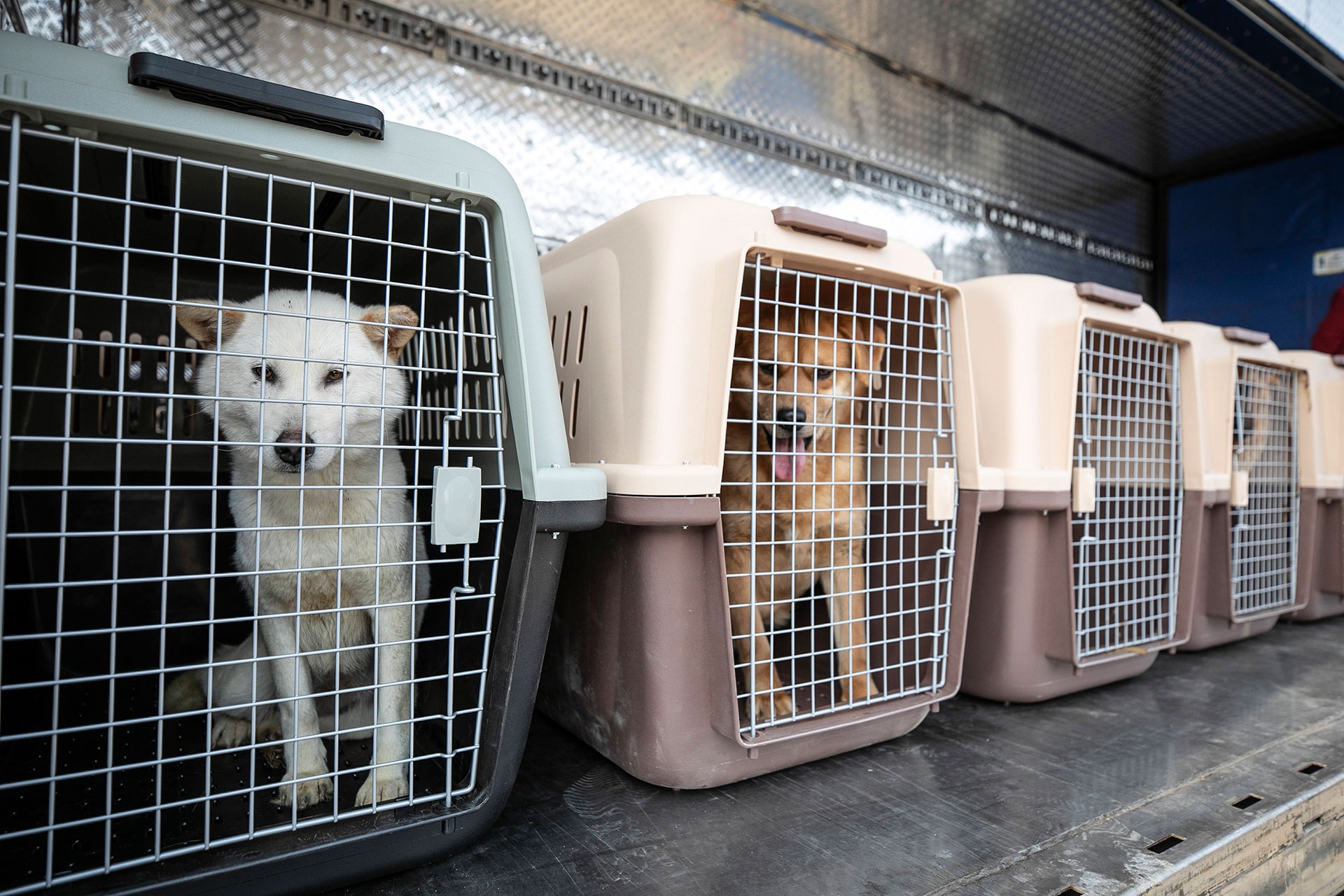 Cani in gabbia