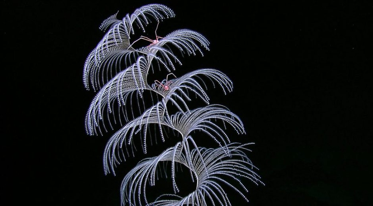 acque internazionali