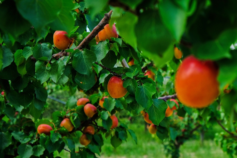 Save the Farm, Biorfarm