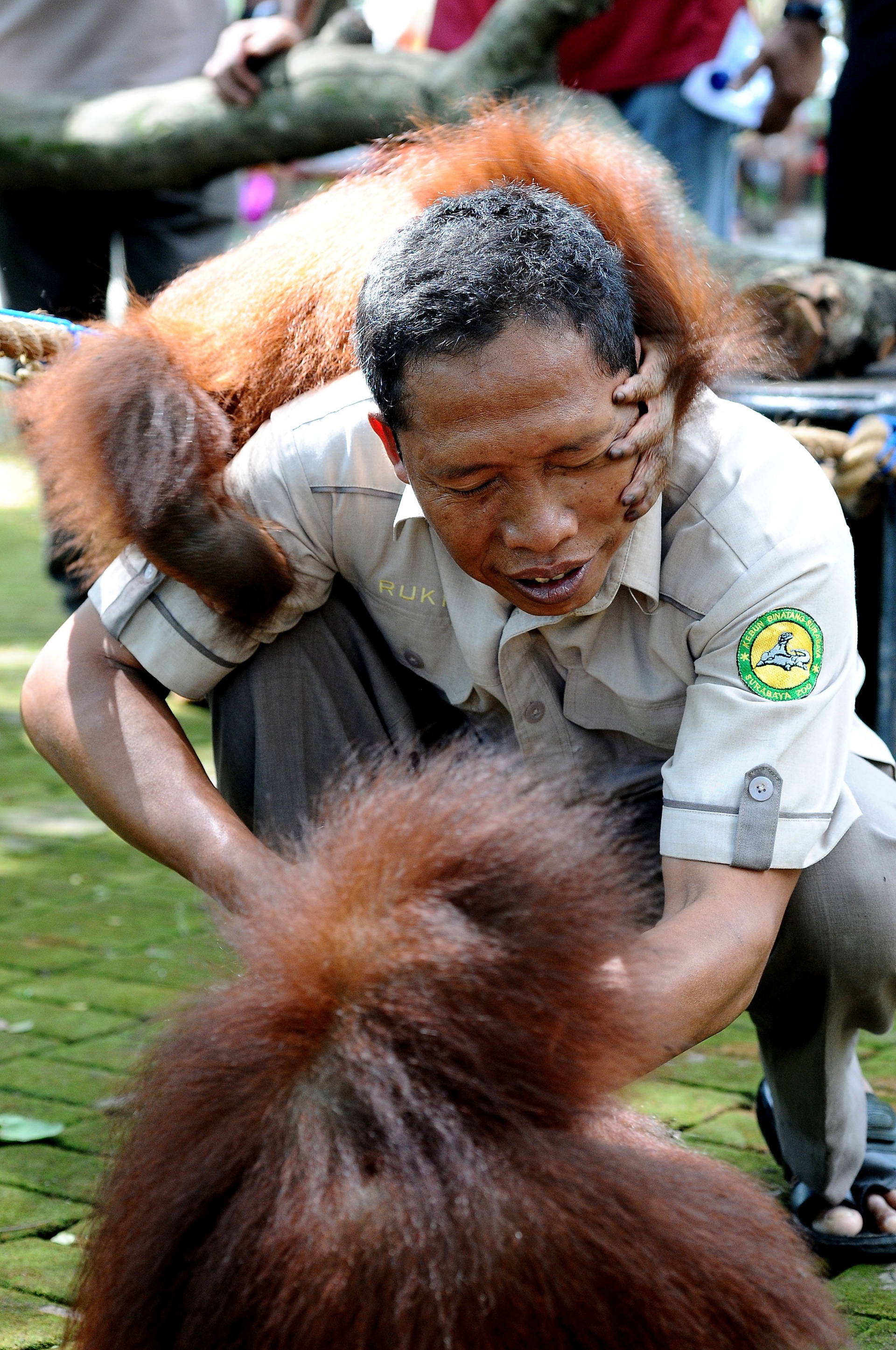 Damai e Rizki, due cuccioli di orango tornano il libertà