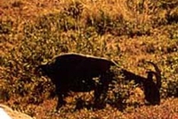 Biodiversità. La nera di verzasca