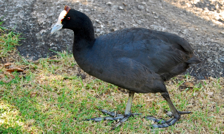 In Europa una specie di uccelli su cinque è a rischio estinzione