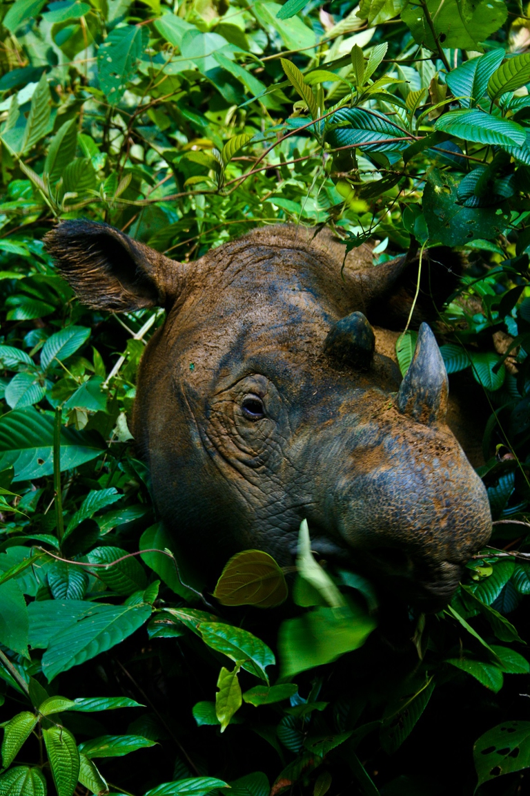 Testa di un rinoceronte di Sumatra che emerge dalla vegetazione