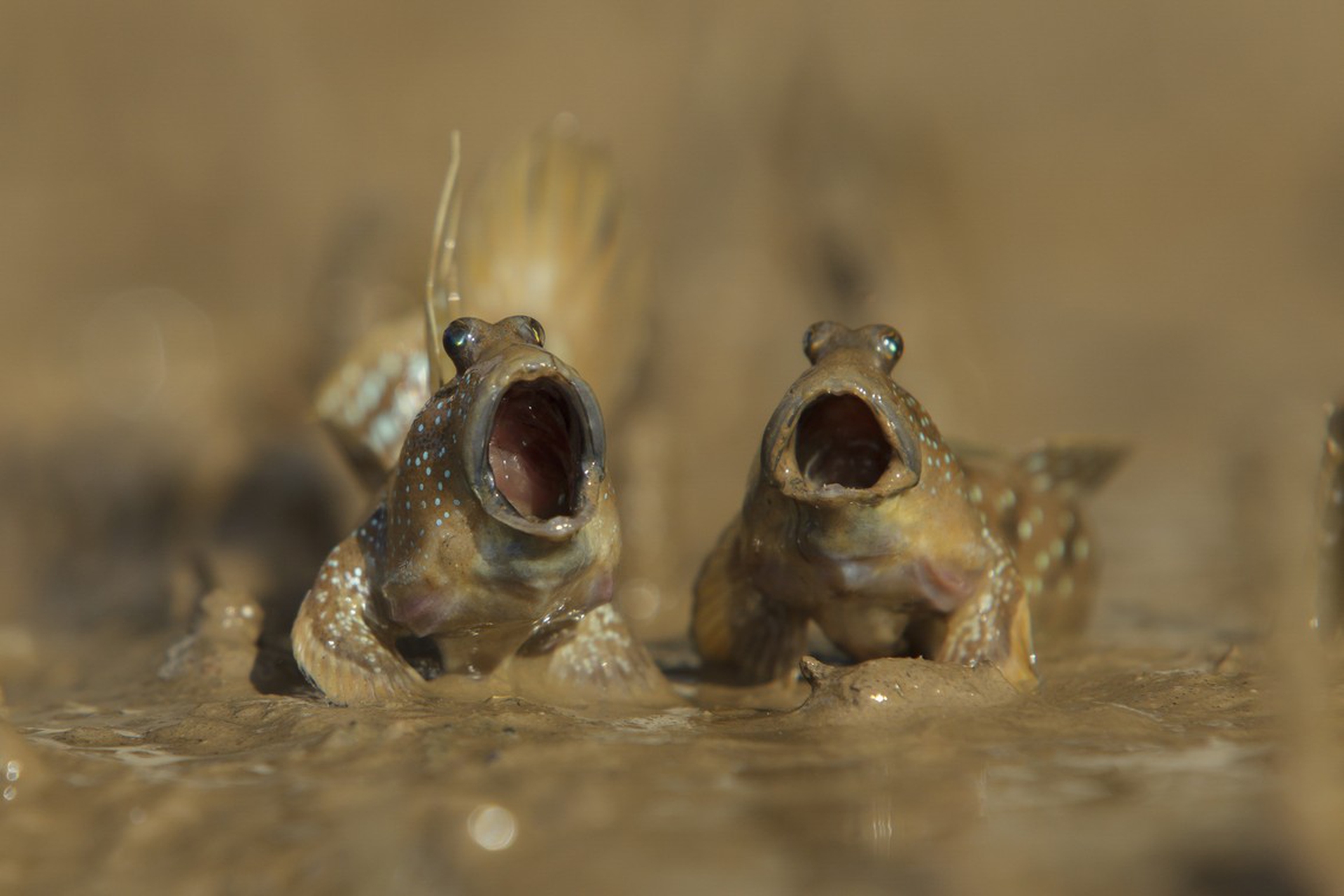 Mudskippers got talent di Daniel Trim – Comedy wildlife photography awards