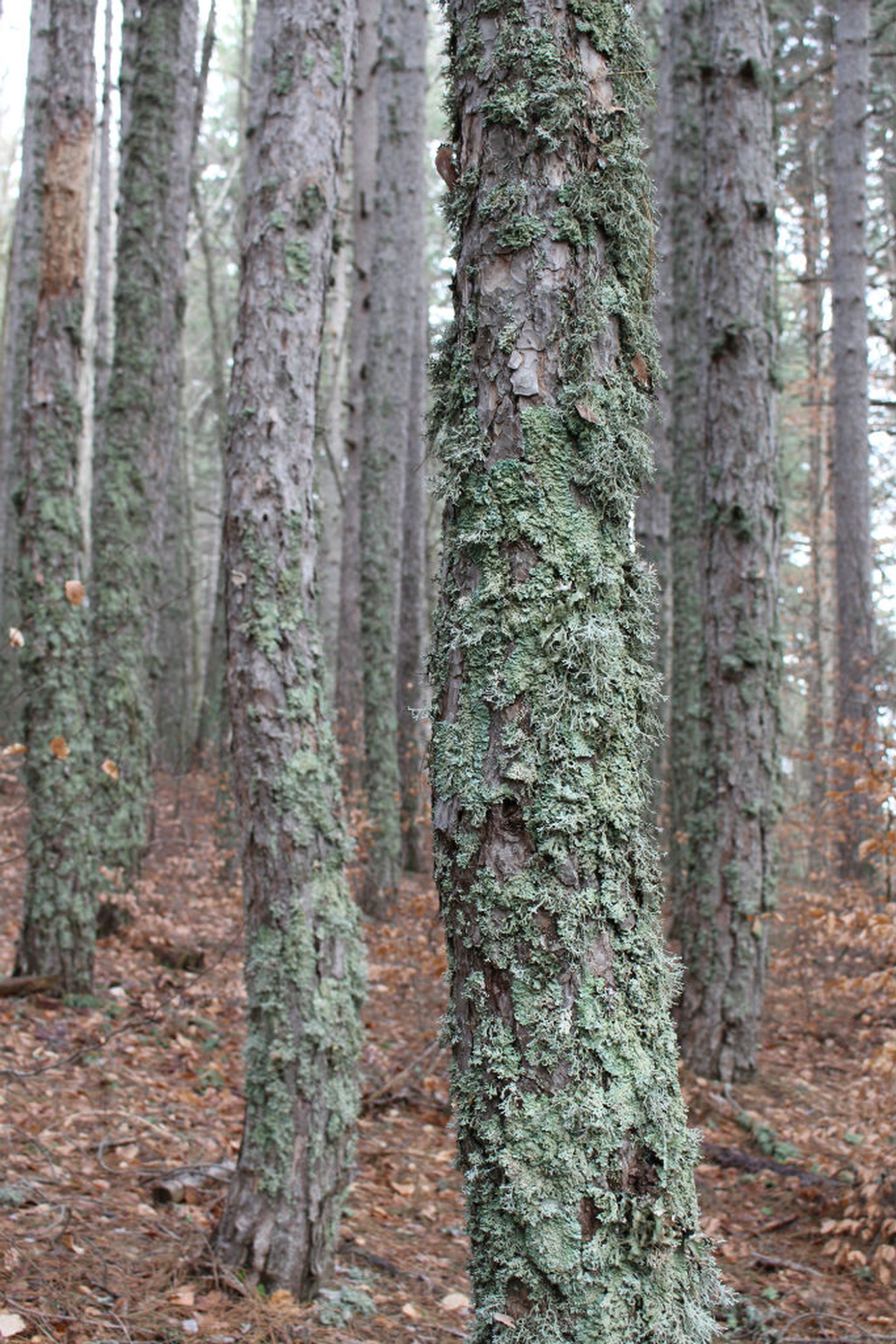 I giganti di Fallistro