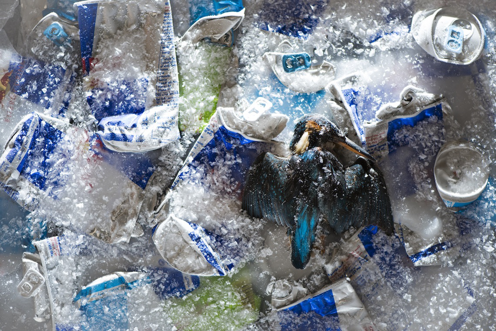 Spazzatura e animali. Fotografie di Chris Packham per Lidl UK