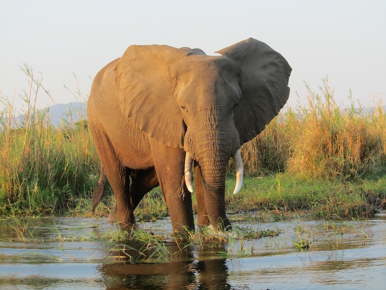 Lower Zambezi National Park wildlife