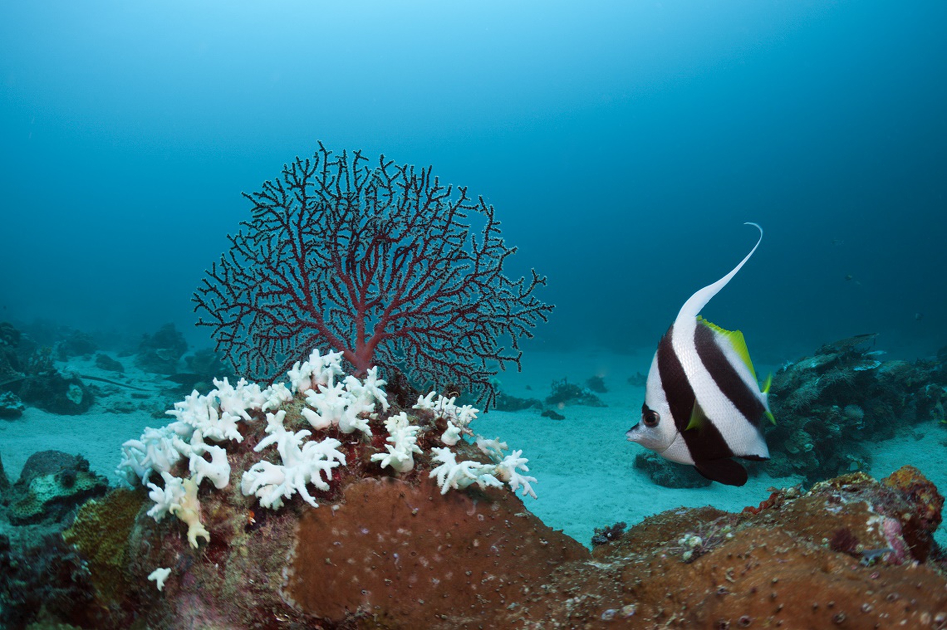 sbiancamento-coralli