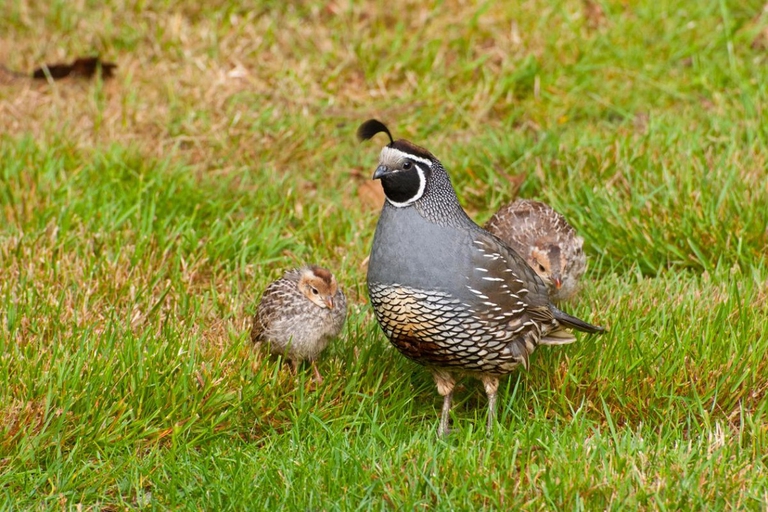 Quaglia con il suo piccolo
