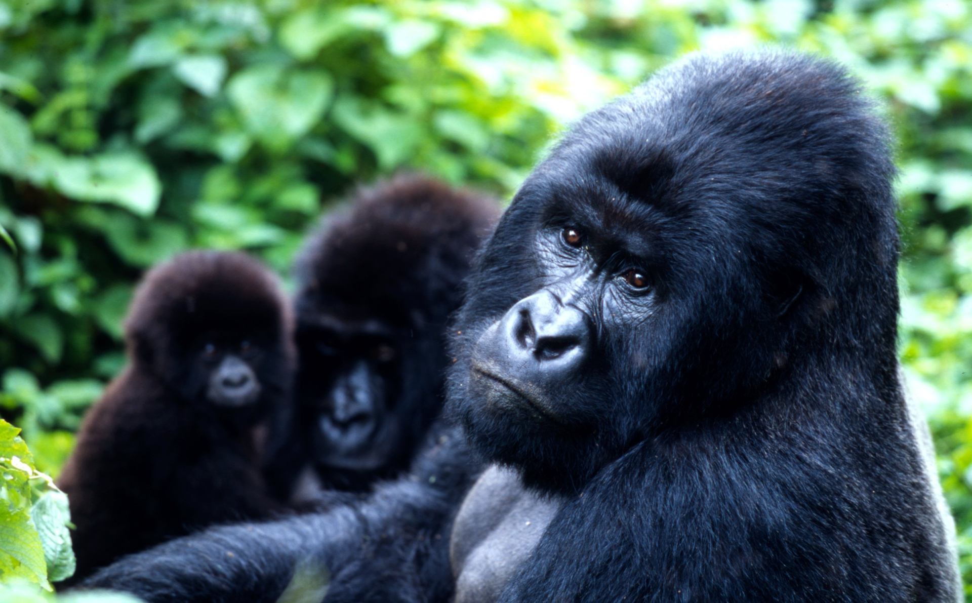 Gli ultimi gorilla? Sono minacciati dai nostri virus