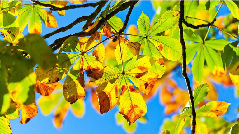 ippocastano circolazione sanguigna