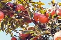 Traditional orchards are our past and future. Promoting biodiversity and conservation in the UK