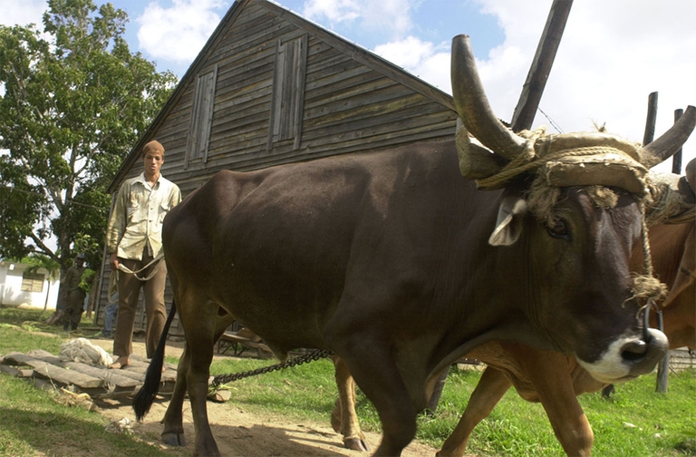 agricoltura biologica a cuba