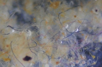 In mare ci sono più microfibre di origine naturale che sintetica