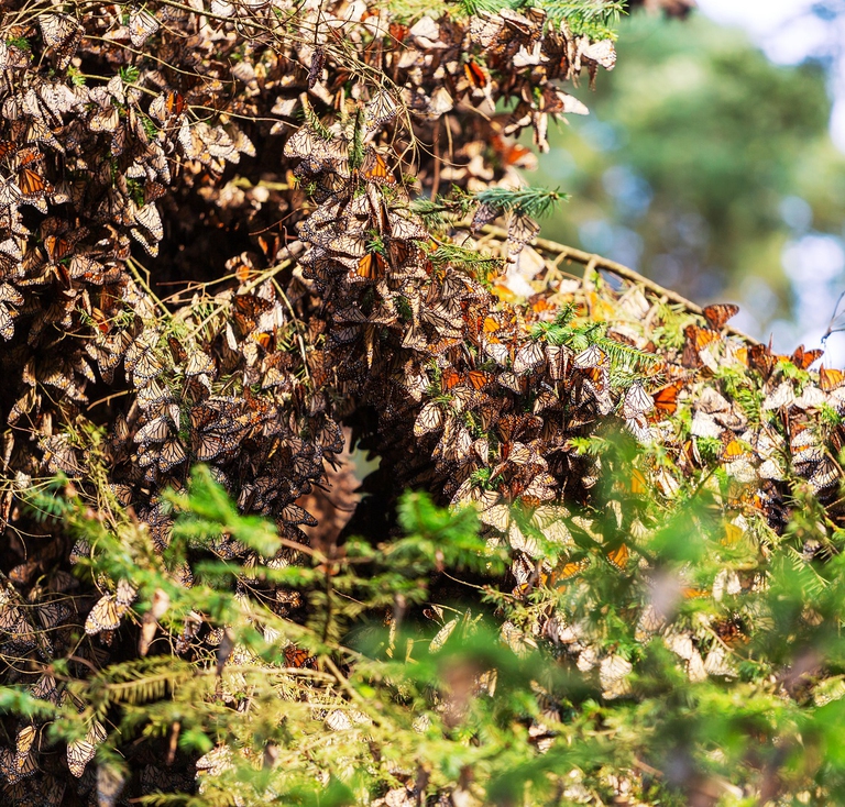 Gruppo di di farfalle monarca