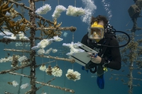 Il 30% della Terra deve diventare area protetta se vogliamo salvare la biodiversità