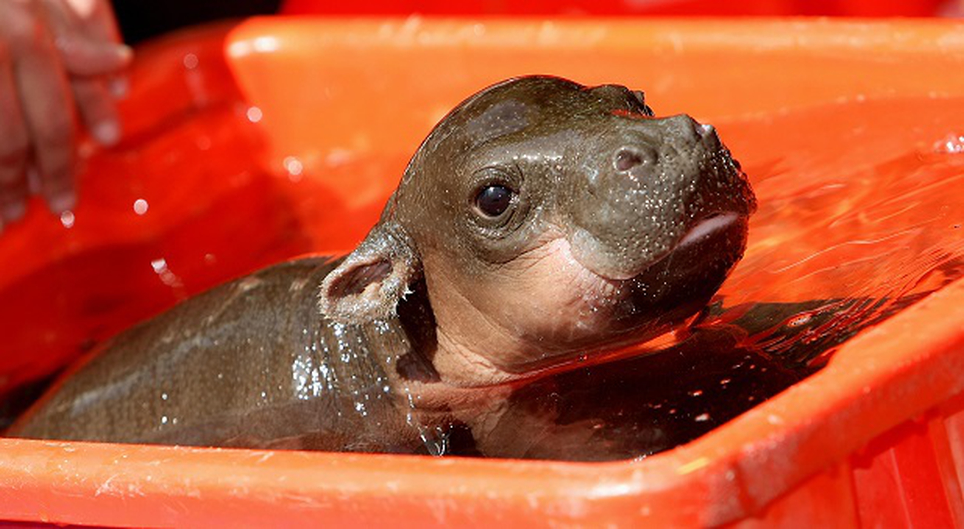 baby ippopotamo