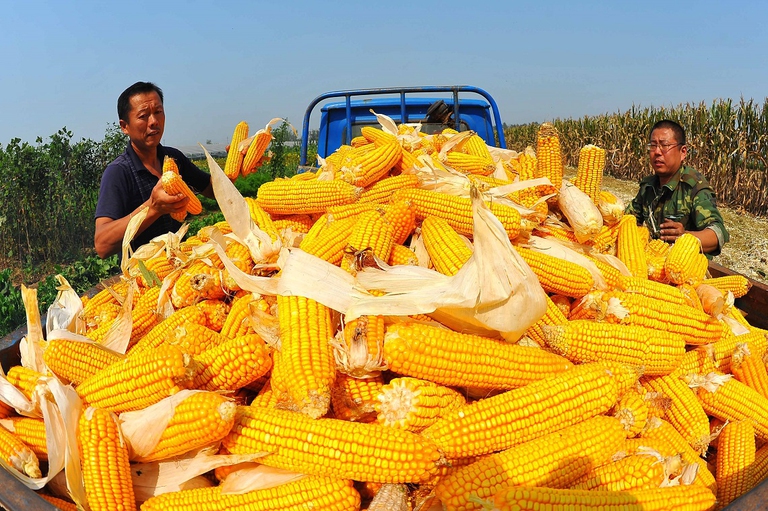 Pannocchie coltivate in Cina