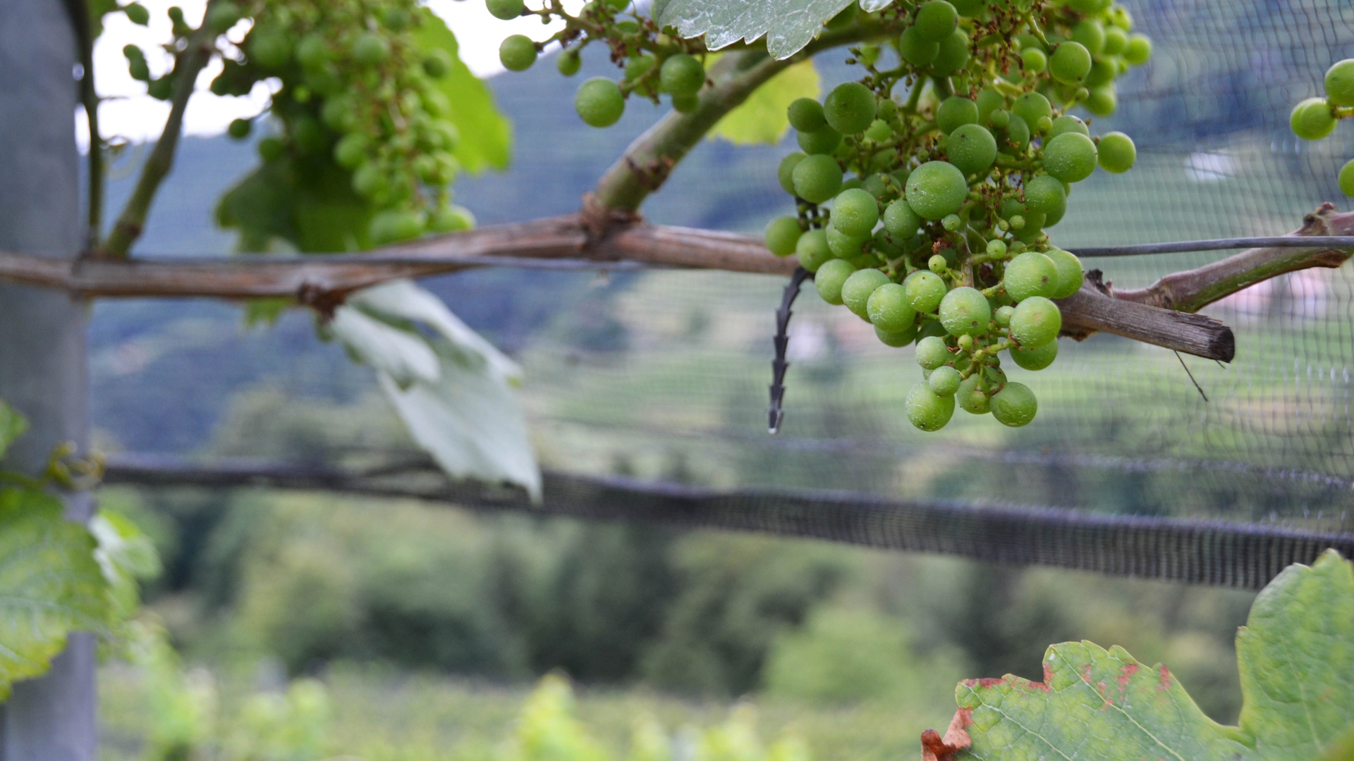Il vino biologico dell'azienda Bianchi