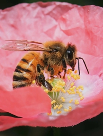 L’ape è vita, Maggiore percorre con LifeGate la strada per la biodiversità