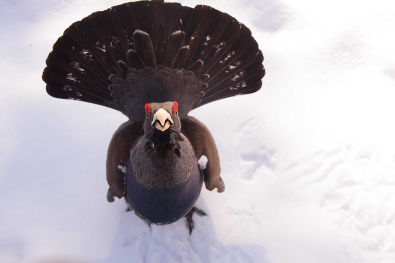 Gallo cedrone riproduttivo