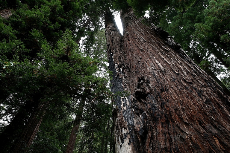 sequoia, costa della California