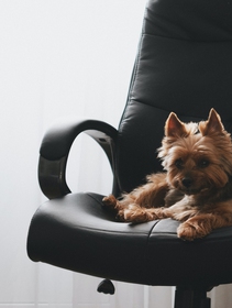 Giornata del cane in ufficio, i segreti per una convivenza felice