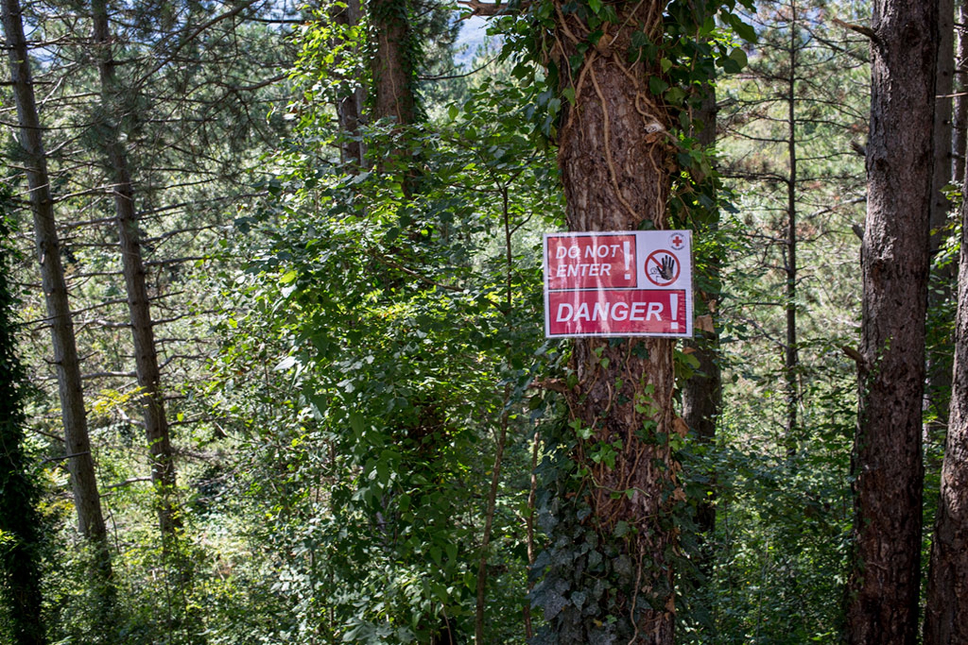 Bosco al confine tra Bosnia e Croazia