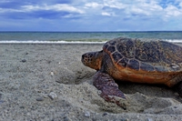 Il primo nido di Caretta caretta del 2019 è in Calabria, il rifugio segreto delle tartarughe marine