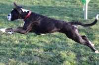 Boxer, il guerriero germanico che fa tanta compagnia