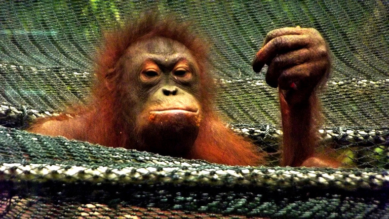 orangutan