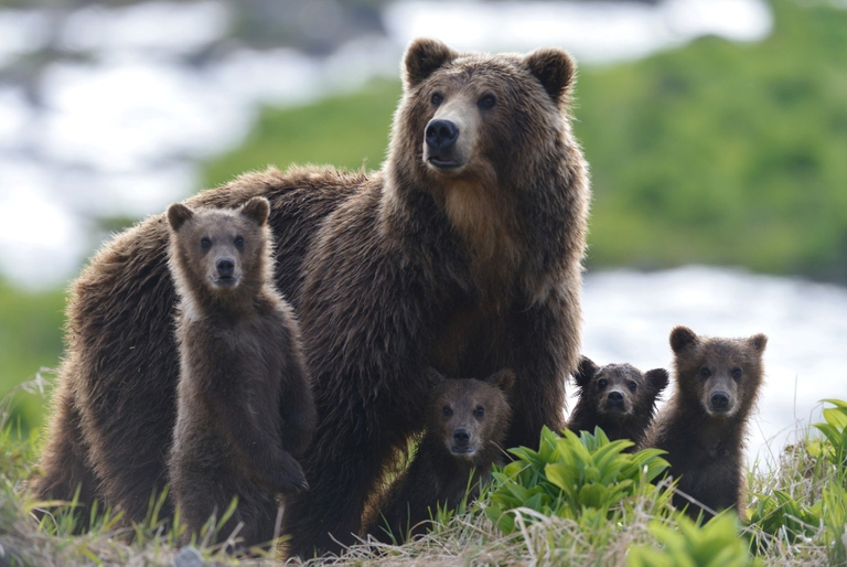 Gli orsi della Kamchatka